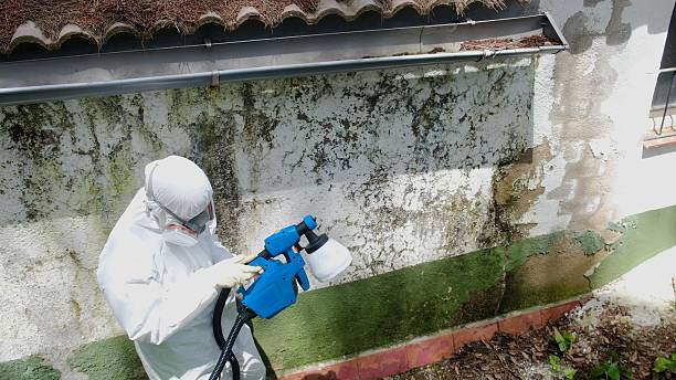 Top rated local Mold Remediation specialists in Mount Union, PA